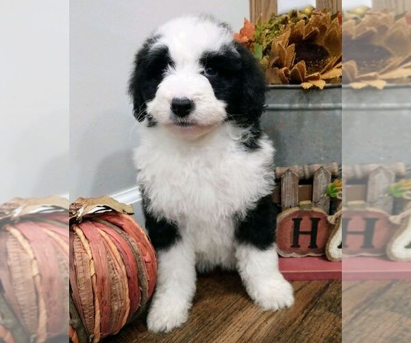 Medium Photo #6 Aussiedoodle Puppy For Sale in NEW YORK MILLS, MN, USA