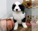 Small Photo #6 Aussiedoodle Puppy For Sale in NEW YORK MILLS, MN, USA