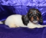 Small #3 Dachshund