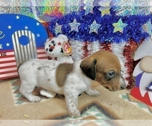 Dachshund Puppy for sale in CASSVILLE, MO, USA