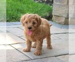Small Photo #2 Cavapoo Puppy For Sale in NARVON, PA, USA