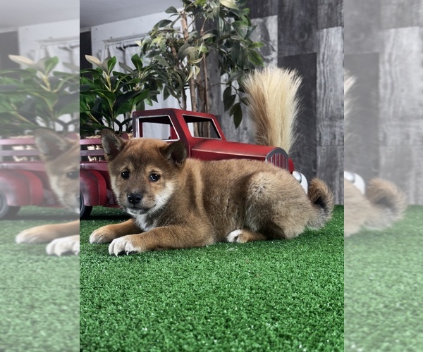 Medium Photo #4 Shiba Inu Puppy For Sale in CANOGA, NY, USA