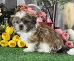 Small #1 Shih Tzu