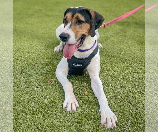 Medium Photo #5 Treeing Walker Coonhound Puppy For Sale in Huntley, IL, USA