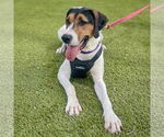 Small #4 Treeing Walker Coonhound