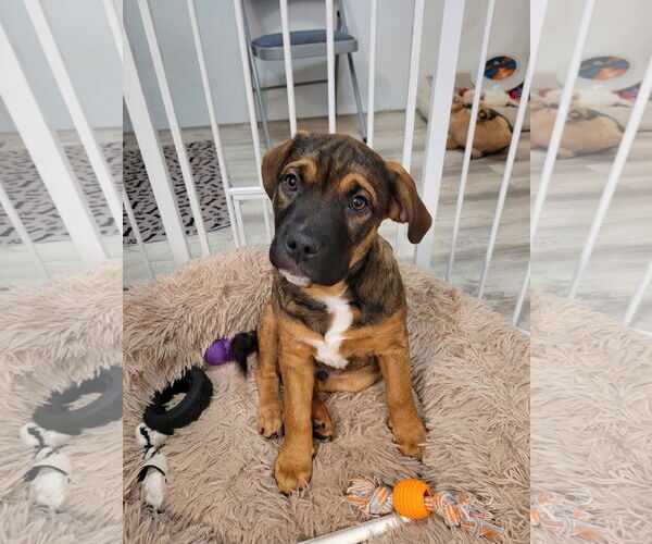 Medium Photo #1 Mutt Puppy For Sale in Sequim, WA, USA