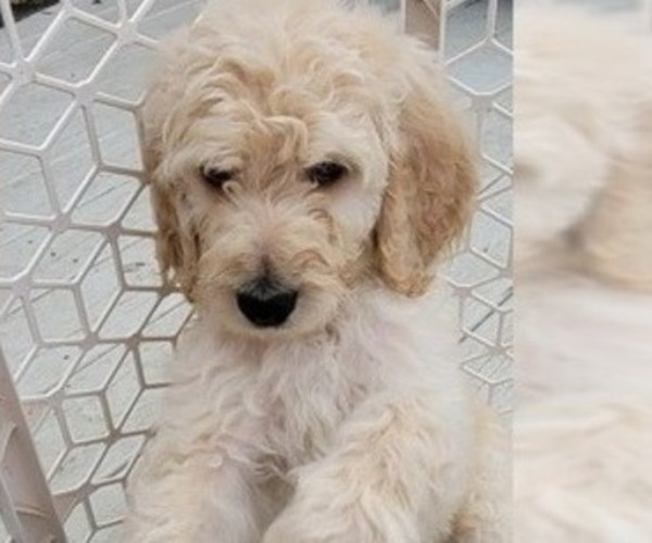 Medium Photo #8 Goldendoodle Puppy For Sale in CHARLESTON, SC, USA