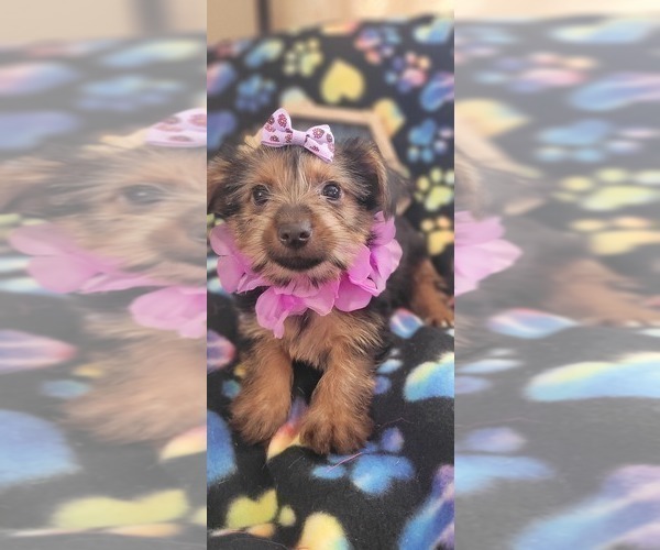 Medium Photo #5 Yorkshire Terrier Puppy For Sale in AKRON, OH, USA