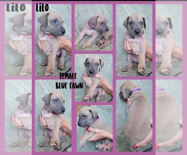 Medium Photo #7 Great Dane Puppy For Sale in CORONA, CA, USA