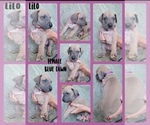 Small Photo #7 Great Dane Puppy For Sale in CORONA, CA, USA
