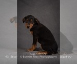 Small Photo #8 Australian Shepherd Puppy For Sale in PLEASANTON, KS, USA