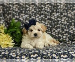 Small Photo #3 Maltipoo Puppy For Sale in ATGLEN, PA, USA