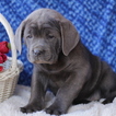 Small Cane Corso