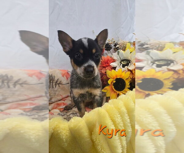 Medium Photo #1 Mutt Puppy For Sale in Foristell, MO, USA