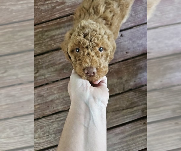 Medium Photo #7 Poodle (Standard) Puppy For Sale in SALISBURY, NC, USA