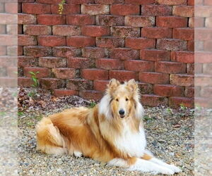 Collie Dogs for adoption in Dublin, OH, USA