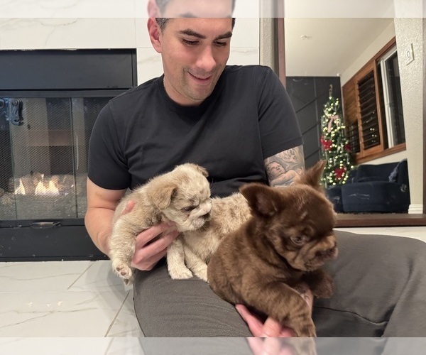 Medium Photo #6 French Bulldog Puppy For Sale in SAN DIEGO, CA, USA