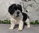 Small #4 Cocker-Pei