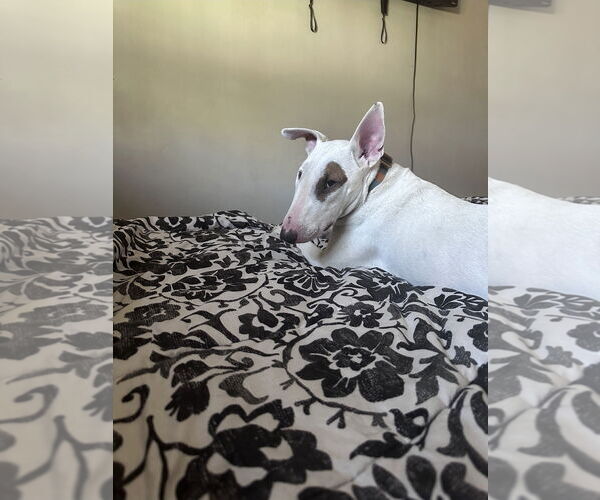 Medium Photo #3 Bull Terrier-Unknown Mix Puppy For Sale in Chandler, AZ, USA