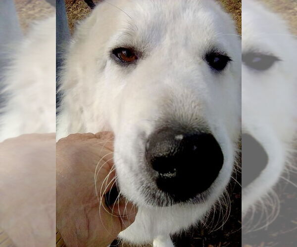 Medium Photo #6 Great Pyrenees Puppy For Sale in Spring, TX, USA