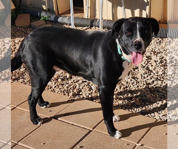 Medium Photo #2 Mutt Puppy For Sale in Clinton, OK, USA