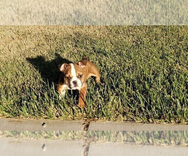 Medium Photo #5 Bulldog Puppy For Sale in SANTA CLARITA, CA, USA