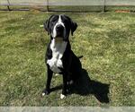 Small Mastiff Mix