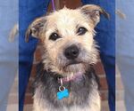 Small #2 Border Terrier Mix