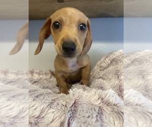 Dachshund Puppy for sale in CHULA VISTA, CA, USA