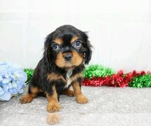 Cavalier King Charles Spaniel Puppy for sale in FREDERICKSBG, OH, USA