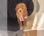 Small #4 Goldendoodle (Miniature)