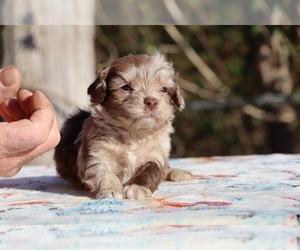 ShihPoo Puppy for sale in DYERSBURG, TN, USA