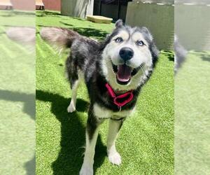 Siberian Husky Dogs for adoption in San Francisco, CA, USA