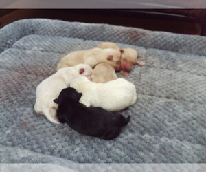 Scottish Terrier Puppy for Sale in MEAD, Washington USA