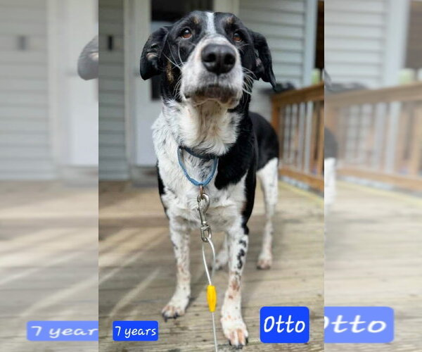 Medium Photo #2 Labrador Retriever-Mountain Cur Mix Puppy For Sale in Alexander, AR, USA