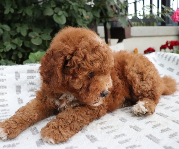 Medium Photo #8 Poodle (Miniature) Puppy For Sale in HONEY BROOK, PA, USA