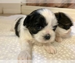 Small Photo #12 Shih Tzu Puppy For Sale in ARDEN, NC, USA
