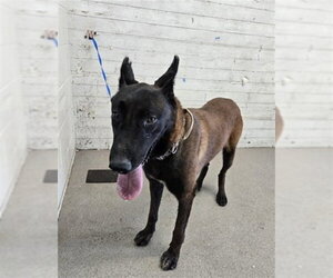 Mutt Dogs for adoption in San Bernardino, CA, USA