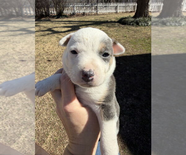 Medium Photo #2 Australian Shepherd-Unknown Mix Puppy For Sale in OKLAHOMA CITY, OK, USA