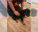 Small #11 Rottweiler