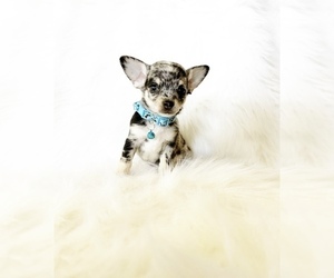 Chihuahua Puppy for sale in SACRAMENTO, CA, USA