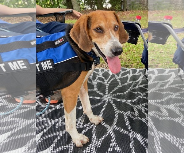 Medium Photo #8 Mutt Puppy For Sale in Rustburg, VA, USA