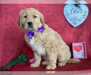 Golden Retriever Puppy for sale in LANCASTER, PA, USA