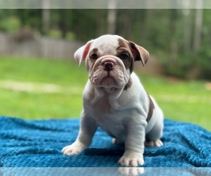 English Bulldog Puppy for sale in POWHATAN, VA, USA