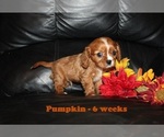 Small Photo #3 Cavalier King Charles Spaniel Puppy For Sale in CLARKRANGE, TN, USA
