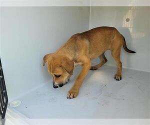 Chow Chow-Labrador Retriever Mix Dogs for adoption in Houston, TX, USA