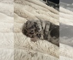 Puppy Puppy 6 French Bulldog