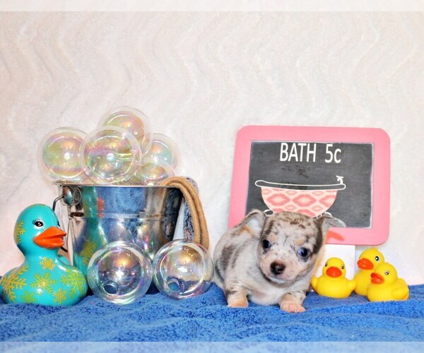 Medium Photo #32 Chihuahua Puppy For Sale in CHARLESTON, AR, USA