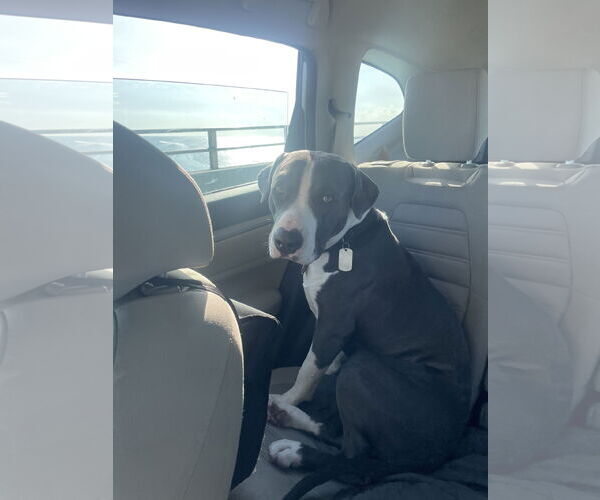 Medium Photo #3 Boxer-Retriever  Mix Puppy For Sale in Miami, FL, USA