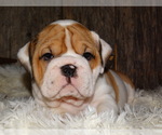 Small Photo #22 English Bulldog Puppy For Sale in VERONA, MO, USA
